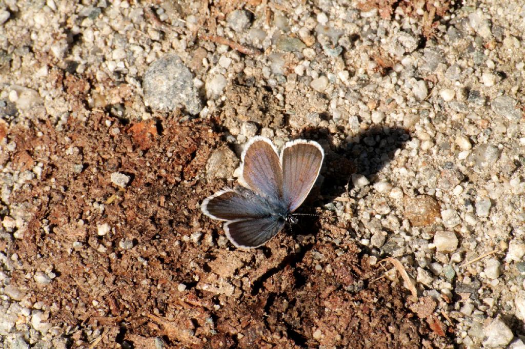 Plebejus argus?